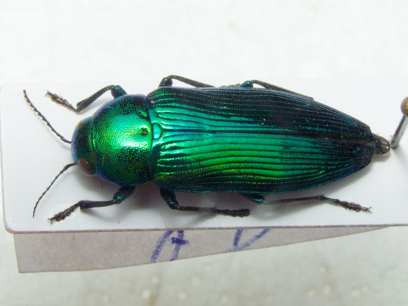 Eurythyrea quercus (Herbst, 1780)